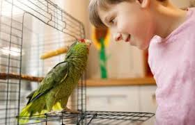 175 Parrot Names Perfect for Your Pet | LoveToKnow