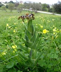Image result for Ferraria