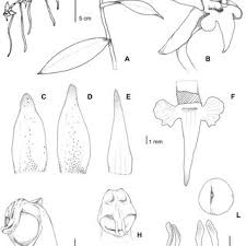 Image result for Diaphananthe lebelii