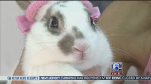 Find an adoptable pet near you. Abandoned Bunnies Find A Home At Nj Sanctuary 6abc Philadelphia