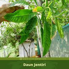 We did not find results for: Ciri Ciri Pohon Jentiri Ganitri Elaeocarpus Ganitrus Di Alam Liar Ciriciripohon Com