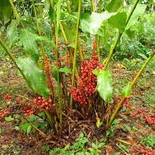 Image result for Renealmia