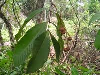 Image result for Eriocoelum lawtonii