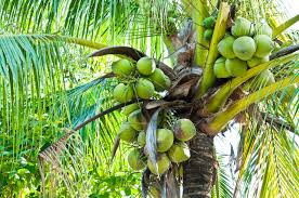 Large selection of fruit trees grown in hawaii. Tropical Fruit Photo Gallery