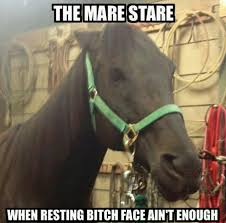 Image result for horse bitch meme