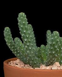 Image result for Euphorbia memoralis