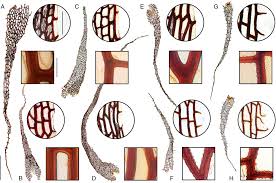 Image result for Vittaria reekmansii