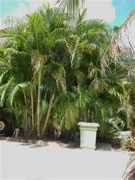 Image result for Dypsis lutescens