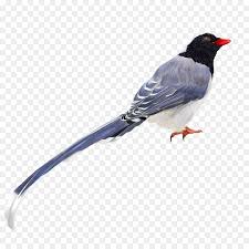 Cara menggambar burung murai batu gacor youtube sketsa gambar burung hantumerakgarudaelang gambar mewarnai corak burung cinta gambar unduh gratisimej 400331217format pngmy bird line drawing png download 16001168 free transparent bird inilah. Animal Cartoon