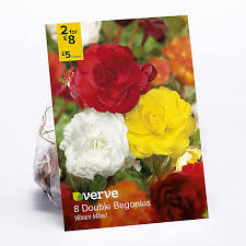 Double begonias provide large rose shaped blooms, and Begonia Double Vibrant Mix Flower Bulb Diy At B Q