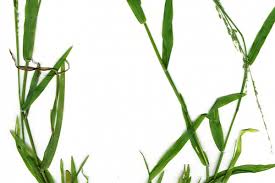 Image result for Nesaea erecta