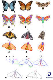 Comment dessiner un papillon | Dessin papillon, Art de crayon de couleur,  Comment dessiner un papillon