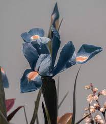 Pin On Plant Floral Love