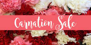 Carnation originated in the near east at least 200 years ago, and was originally only found. Carnation Sale The Museum School Of Avondale Estates