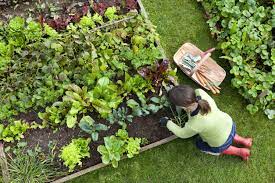 We did not find results for: How To Start A Vegetable Garden A Beginner S Guide Styleblueprint Com
