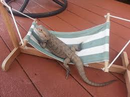 Chillin By The Pool Bearded Dragon Pets Animals