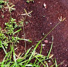 Image result for Dactyloctenium aegyptium