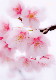 Pin Op Bloemen
