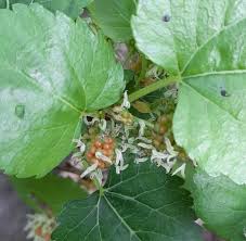 Image result for Morus indica