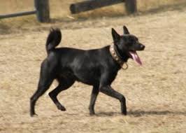 American pit bull terrier, american staffordshire terrier, staffordshire bull terrier, any mix of the previous breeds, or any other dog or breed deemed aggressive. Get To Know Sinka The Mysterious New Hungarian Dog Breed Daily News Hungary