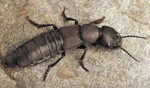 Devils coach horse beetle in defensive attitude and defensive position shortly before attack in the bavarian forest, germany europe. The Devil S Coach Horse Photograph By Sinclair Stammers