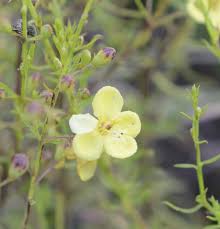 Image result for Sopubia ramosa