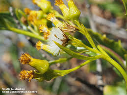 Image result for Senecio latifolius
