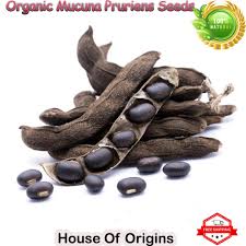 Image result for Mucuna