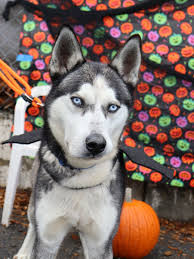 🎃 🍬 🍂 Happy Halloween 🍂🍬🎃 Some of our shelter pups wanted to show off  their costumes! Semper Fi dressed up as a Sea Turtle 🐢 Spooky wanted to be  a bat