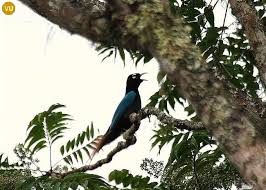 Papua New Guinea Blue Bird Of Paradise Pin Em Paradisaeidae Birds Of Paradise Họ Chim Thien đường