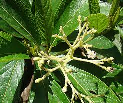 Image result for Psychotria auxopoda