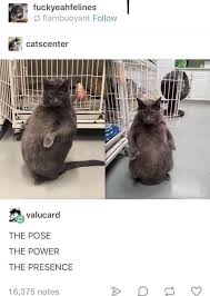 The Best Cats Of Reddit In 2020 Cats Happy Birthday Funny Cats Cat Memes