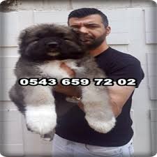 Satilik Kafkas Coban Kopegi Yavrulari Ilani 0543 659 72 02 Evcil Kopek Ilani
