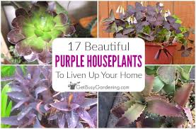 Leaves are usually lance or heart shaped, glossy, entire, and flowers are purple. 17 Beautiful Purple Indoor Plants To Grow At Home Get Busy Gardening