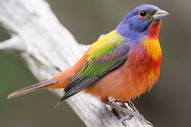 Birds Of Southeast Texas 25 Best Birds To See In Texas In 2020 Painted Bunting Birds Bunting Bird