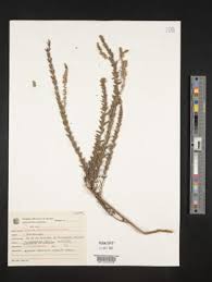 Image result for Chascanum hederaceum