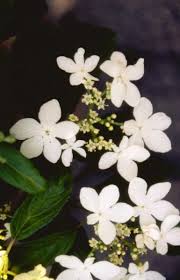 Buy the best and latest decoratie sneeuwbal on banggood.com offer the quality decoratie sneeuwbal on sale with worldwide free shipping. Japanse Sneeuwbal Plantengids Famiflora