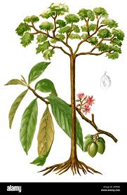Image result for Sterculia subviolacea