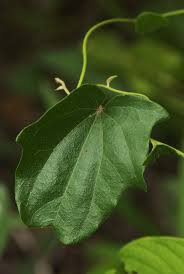 Image result for Cocculus hirsutus