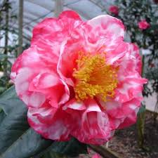 Atlantic Coast Camellia Society Camellia Picture Library Beautiful Flowers Beautiful Pink Flowers Camellia Plant