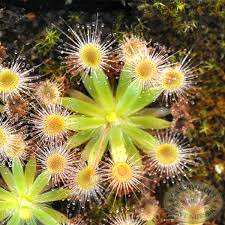 Image result for Drosera pilosa