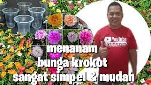 Jenis pot yang digunakan dapat berupa plastik polybag maupun pot ember jenis plastik atau gerabah. Cara Menanam Krokot Warna Warni Ide Kreatif Cute766