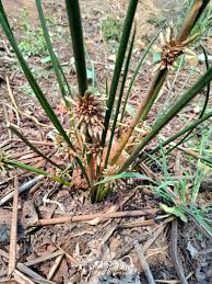 Image result for Schoenoplectiella articulata