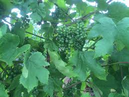 The name makes no sense but when i went to save it i just thought hey grape fruit mmmmm. Gardening Tips Overgrown Grapes Fruit Fly Traps And Apple Tree Water Sprouts Extension Milwaukee County