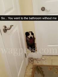 So You Went To The Bathroom Without Me Funny Dog Memes Dog Memes Pet Boutique