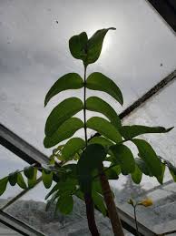 Image result for Erythrophysa