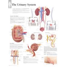 Maybe you would like to learn more about one of these? Scientific Publishing The Urinary System Chart