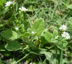 Image result for Euploca ovalifolia