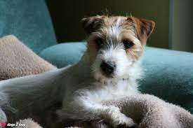 die schonsten hundefotos von dogs 2 love dogs 2 love hunde jack russell terriers ich liebe hunde