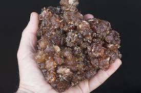 Image result for Commiphora kua